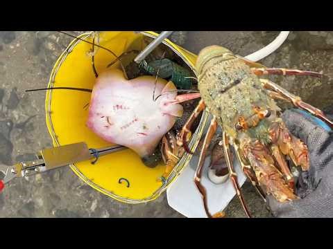 Catching stranded seafood #3 - catching fish, shrimp, crab, lobster, eel, octopus, squid, , seafood