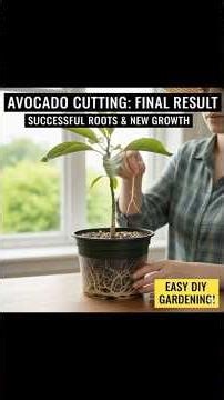 How to Grow Avocado from Cuttings (Step-by-Step Guide for 100% Success) #Avocado #PropagatingAvocado