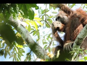 Wild Orangutan eating durian fruit