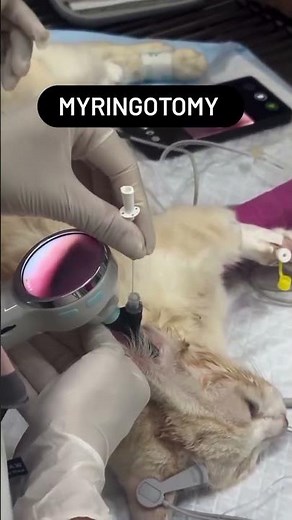 ➡️ Myringotomy in cat. #veterinary #vets #pets #petscare #cattreatment