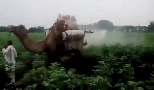 Introducing... the Camel sprayer! | HARDI Australia