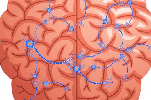 Comment le cerveau fonctionne-t-il ?