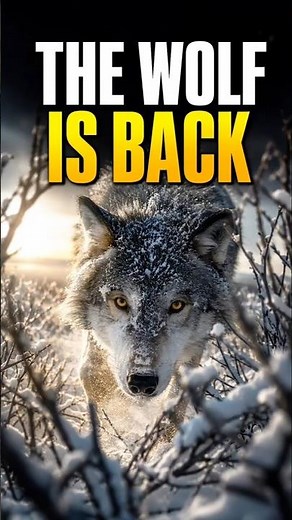 Return of the Gray Wolf | How One Predator Changed Yellowstone Forever