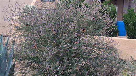 Bicolor Dalea, or Silver Prairie Clover | Richard Fray