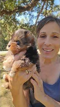 MERLE YORKIE BOY WITH BLUE EYE