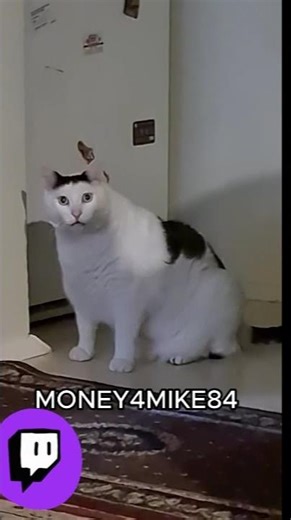 Confused Cat Discovers Lizard Hat