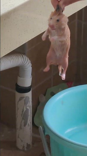Clever water trick saves hamster stuck in sewer in Hubei, China