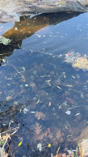 Cedarburg was built by farmers and craftsmen who believed in fairness, integrity, and hard work. We have a national historic designation because we care about preserving what makes this place special. Cedar Creek is part of that story. It's not a private water supply for jet skis. https://www.savecedarcreekwi.com/ #Cedarburg #SaveCedarCreek | Save Cedar Creek