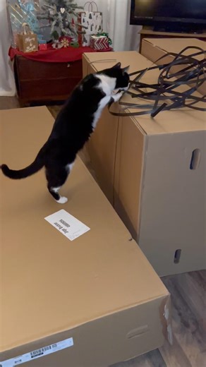 Curious George! #livingonafarm #cat #adoptstrays #cutecat #cute #farmanimalct #funnycats #funny