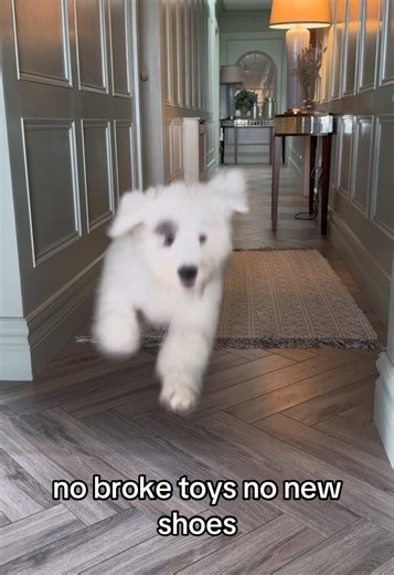 Finley the Pup: Embracing His Badass Era