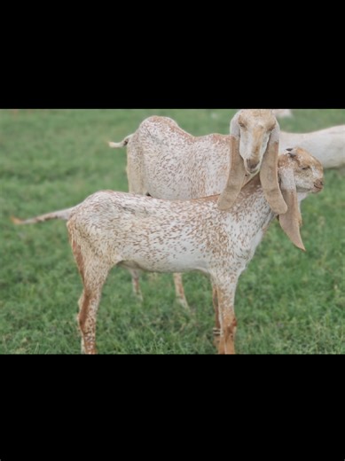 Explore Saad Joyia Goat Farm: A Breeder's Paradise