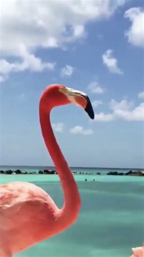 Flamingo 🦩🌸 #shorts #relaxing #peaceful #birds #relatable #youtubeshorts #trending
