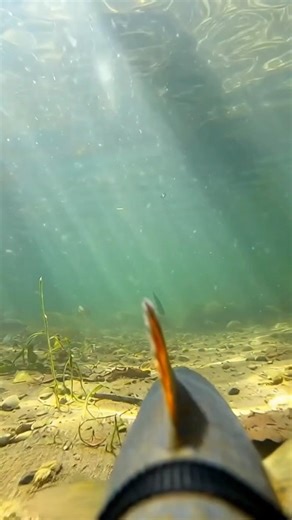 fish and camera 📷 #vlog #travel #funny #shortsfeed #viral #youtube