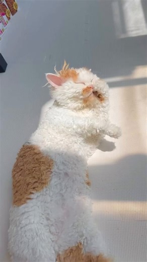 The poodle of cats