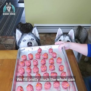 50K views · 3.6K reactions | Homemade Meatballs for Dogs! #GoneToTheSnowDogs #Husky #SiberianHuskies #Dogs #CuteAnimals | Gone to the Snow Dogs | Facebook