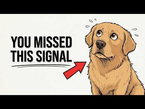 Why Your Dog Follows You Everywhere (It’s Not What You Think)