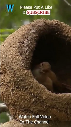 Rufous Hornero || The Engineer Birds || Birds Building Their Nest #short 4