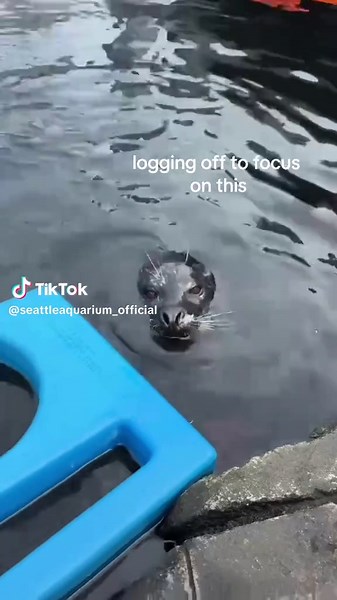Enjoy Your Weekend with Harbor Seals at Seattle Aquarium