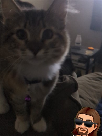 😸 Happy Caturday! 😸 #FYPシ #CatDad #Cats #CatsOnTikTok #TeamPixel