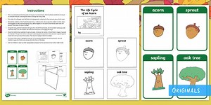 Life Cycle of an Oak Tree Sequencing Activity