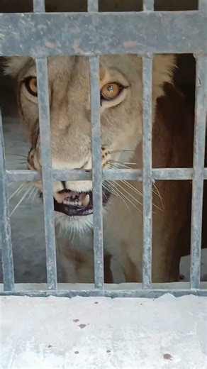 Angry Lion | #tiger #lion #zoo #subscribe #like