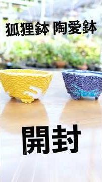 狐狸鉢、陶愛鉢が届いたので開封してみた【盆栽Q】
