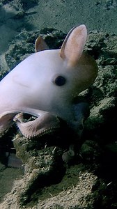 78K views · 1.8K reactions | “Don’t just swim, hover!” #Dumbo #Octopus  This deep-sea animal is a dumbo octopus (Grimpoteuthis) and it moves by slowly flapping its ear-like fins. This #octopus grows to be around 8 inches tall and is most often observed hovering above the seafloor at extreme depths in search of snails, worms, and other food. | Science Channel | Facebook
