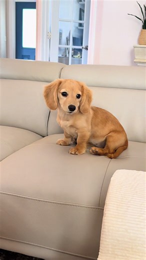 Tinkerbell Discovers Her New Pet Stairs