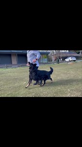 313 reactions · 18 shares | The finished product is often of less importance than the skills and confidence gained through the process. Working towards a brighter future for you and your dog? Check out https://www.positivek9training.com.au/welcome-to-pk9-online/ | Positive K9 Training | Facebook