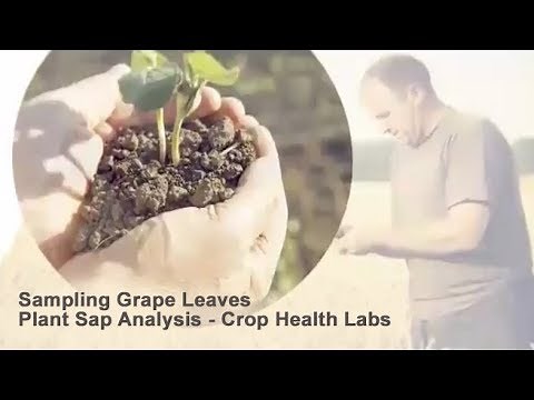 Plant Sap Analysis - Sampling Grape Leaves - Crop Health Labs