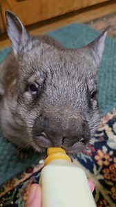 182K views · 13K reactions | I've been slowly, but surely building a...