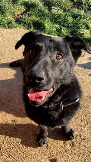🚨 SOS pour Georges, un chien à l’adoption au refuge SPA de Morée ! Retrouvé errant, Georges a été attaché en pleine nuit devant le refuge et a dû se débattre pour se libérer. Cet abandon lui a laissé des séquelles, et il accorde difficilement sa confiance. Mais avec beaucoup de douceur, de patience (et quelques friandises !), il s’ouvre petit à petit et révèle son vrai caractère : un gros nounours plein d’amour 💙 Georges appréciera un jardin, mais ce qu'il aime par-dessus tout, ce sont les lon