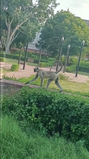 “Monkey in action – from slow motion run to full speed sprint!” 🐒⚡🎥