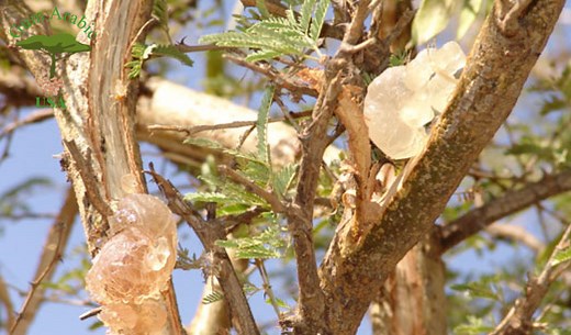 Acacia Senegal Powder — Gum Arabic USA |  (202) 630-8738  | Rated #1 Store to Buy Acacia Gum in USA and North America | Acacia Senegal & Seyal