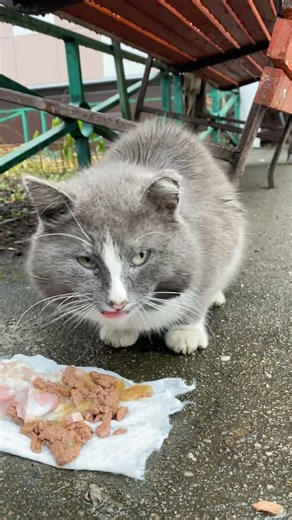 #кошка#кот#кошки#коты#котик#котики#животные#питомцы#animals#cutecat#cats#cat#kitty#kitten#pets#pet