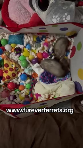 happy Thanksgiving everyone! We are a registered ferret rescue located in Rochester NY with about 35 ferrets in our care. We love all of our babies. #adoptdontshop #ferret #animalrescue #rescuemom #ferretsoftiktok