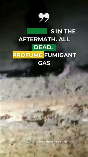 Results of Profume Fumigant on Woodborer