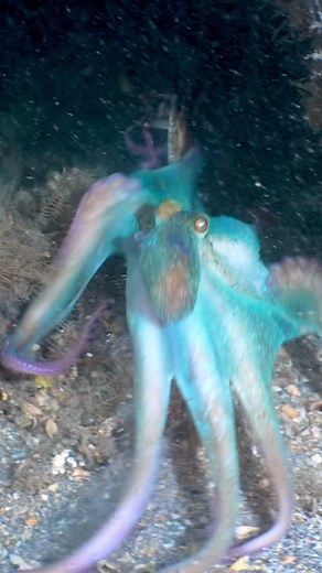 Rodrigo Fonseca | Octopus Speed! Think about this: the Octopus is much faster than Michael Phelps, the fastest swimmer in the world! Octopuses can travel... | Instagram