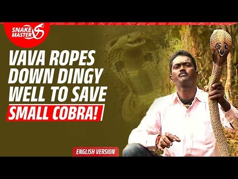 EP 183 | Multiple Mission! Vava saves two cobras, releases one, rescues wolf snake from wall crack