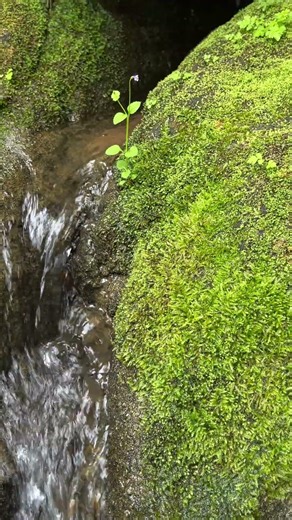 Mossy Stream Over Stone | Real Nature,No Talking 19 #forestsounds #healingnature #deepforest