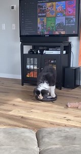 Just training for the rodeo🤠 | Best of Aussies Doing Things