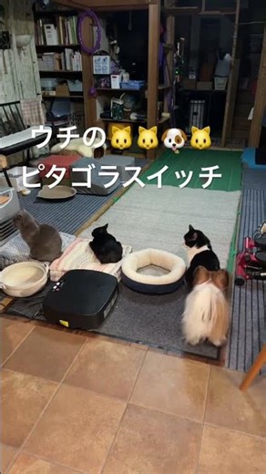 It's not an original video AI. It's just everyday life. My Pythagora Switch