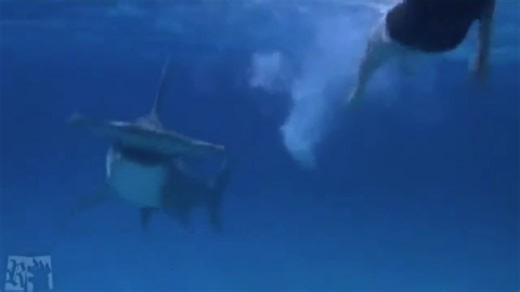 Why the five biggest shark myths could get you killed offshore