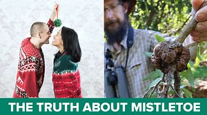 22K views · 147 reactions | Mistletoe has magical christmassy powers, right? WRONG. So what is Mistletoe? And where does its Christmas symbolism come from? Find out in this video! | Hort Innovation | Facebook