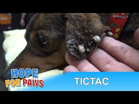 This dog survived life by the railroad tracks, but then he had to deal with 1000 more problems.