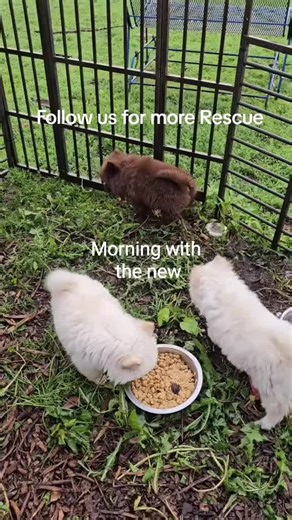 Emotional Stories of Rescued Dogs and Their Love