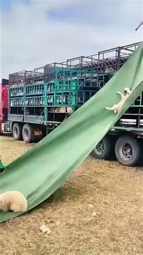 Clever unloading process of livestock from the transport truck