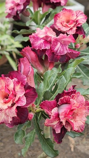Beautiful adeniums 🌿🌸🌿🌼🌿 #garden #adenium #flowers #plants #shorts #youtubeshorts #shortvideo