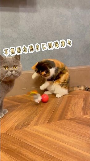 何度でも立ち上がる猫のおもちゃ【七転び八起き】 #猫 #キャティーマン #ネズミ型おもちゃ