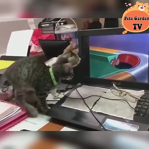 This is a movie that every cat loves to watch😂😍 | Cats Cute